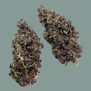 Purple Haze é uma genética cultivada na Suíça de forma Indoor e os buds são aparados por máquina, evitando assim o manuseamento humano.