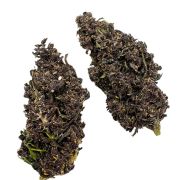 venda flores CBD HHC CBG dos melhores produtores Europeus de produtos cannabis sem intermediários onde podes comprar flores Purple Haze CBD cultivo Indoor