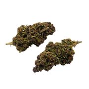 Apresentamos a nossa flor AK-47, sendo uma das flores mais cobiçadas pelos nossos clientes, levamos algum tempo a encontrar aquela que preenchesse os nossos requisitos.