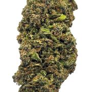 A Silver Haze 21% é a nossa aposta para esta primavera, surge do cruzamento entre as prestigiadas variedades Haze, Skunk e Northern Light